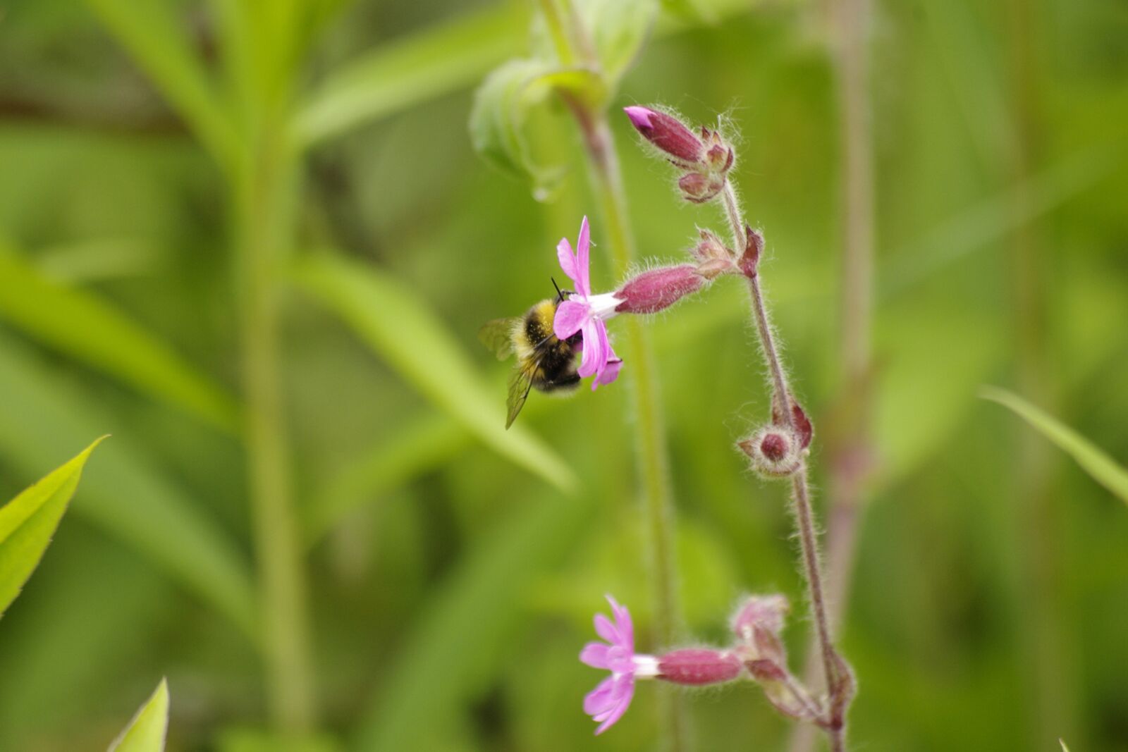Pentax K-r sample photo. Nature, flower, bumblebee photography