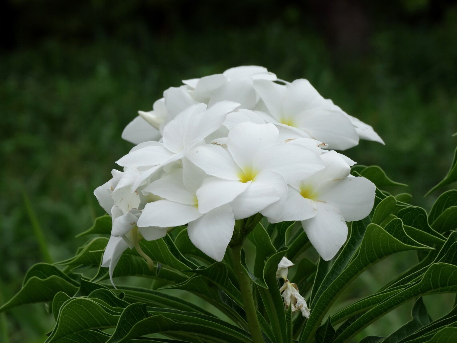 Sony Cyber-shot DSC-HX300 sample photo. Bridal bouquet, white flowers photography