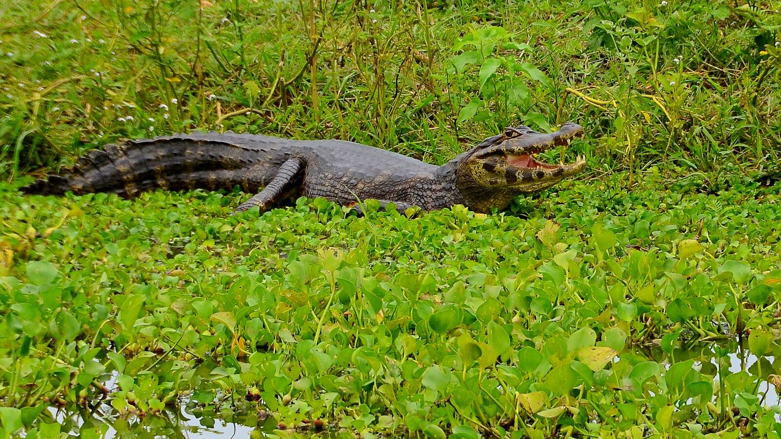 Nikon D7000 sample photo. Cayman, crocodile, brazil photography
