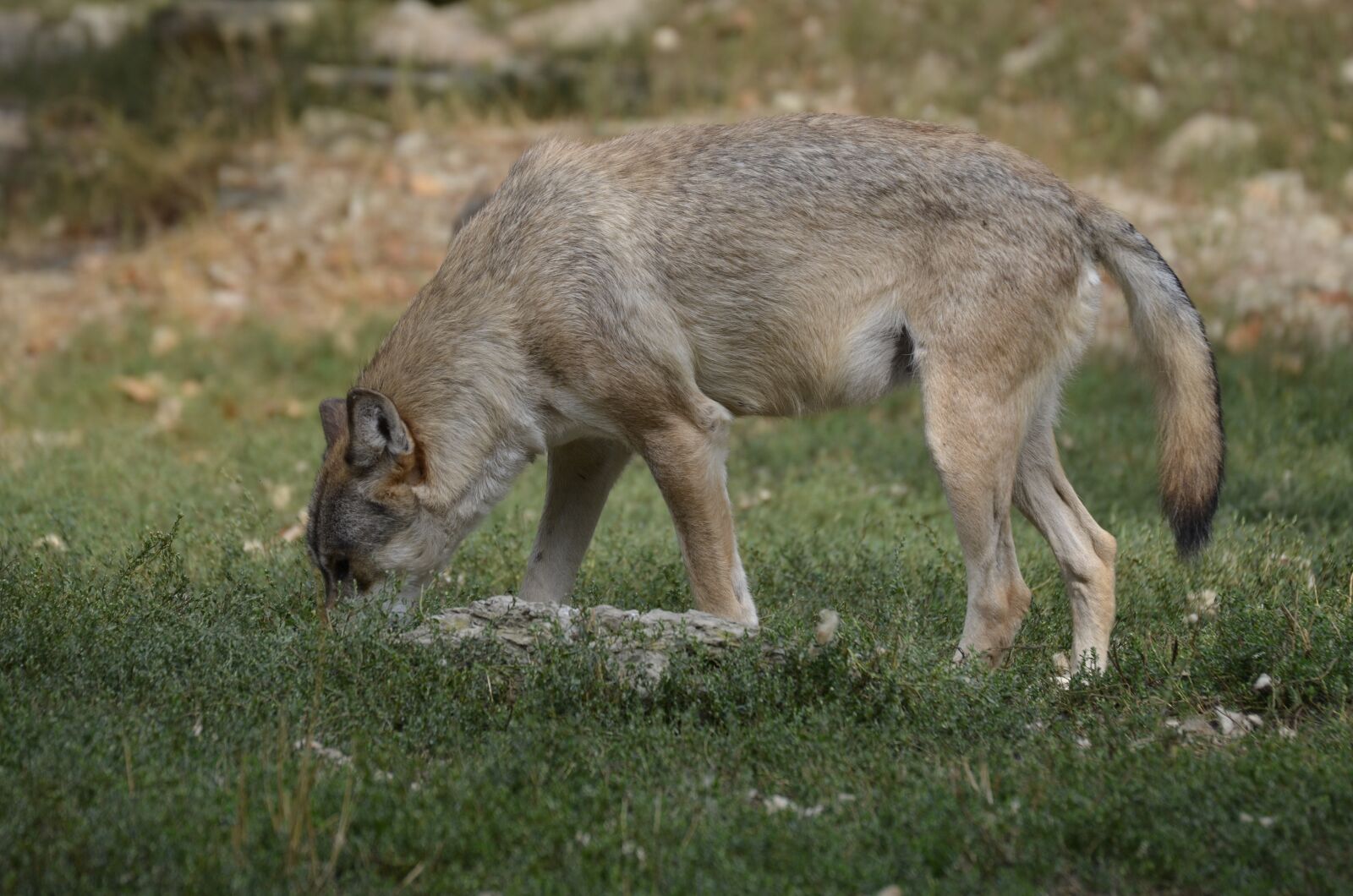 Nikon D5100 sample photo. Wolf, pack, predator photography