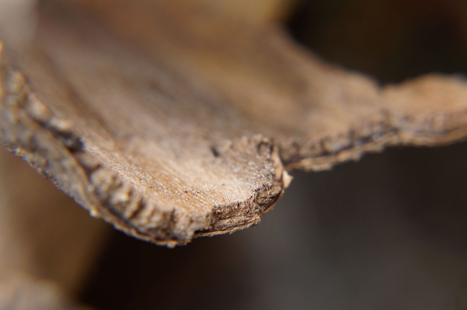 Sony Alpha NEX-F3 + Sony E 18-55mm F3.5-5.6 OSS sample photo. Wood, bark, background photography