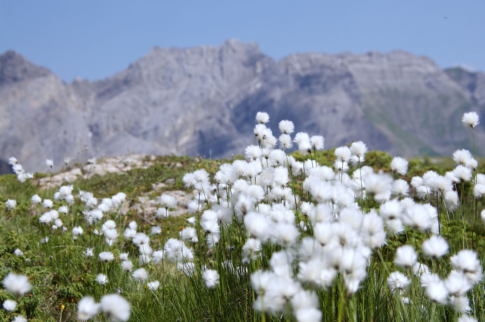 Nikon D90 sample photo. Botany, flowers, linaigrettes photography