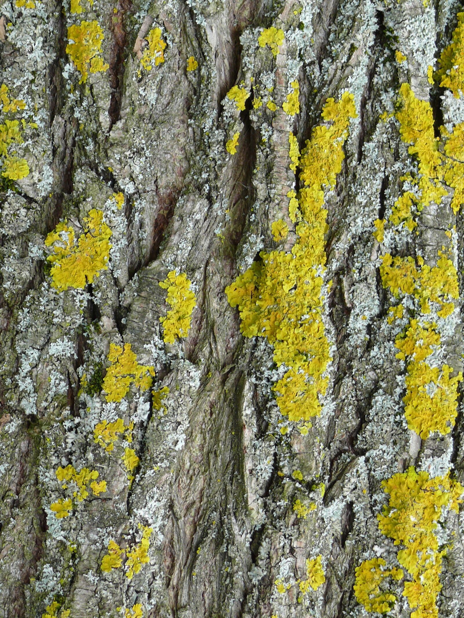 Panasonic DMC-FZ50 sample photo. Tree bark, lichen, close photography