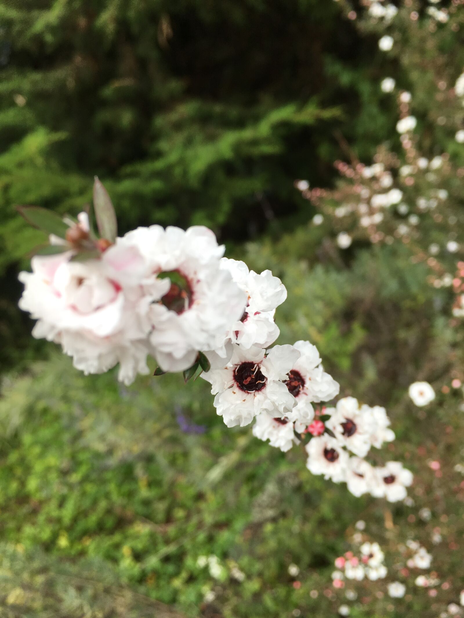 iPhone SE back camera 4.15mm f/2.2 sample photo. Flowers, white, flowers photography