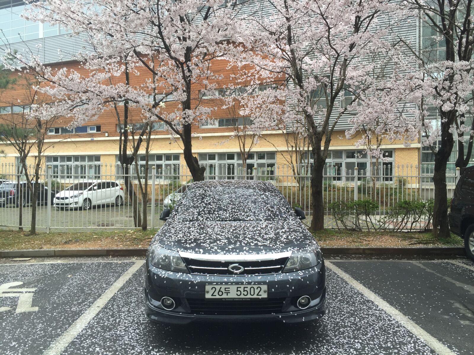 iPhone 6 Plus back camera 4.15mm f/2.2 sample photo. Car, on, tree photography