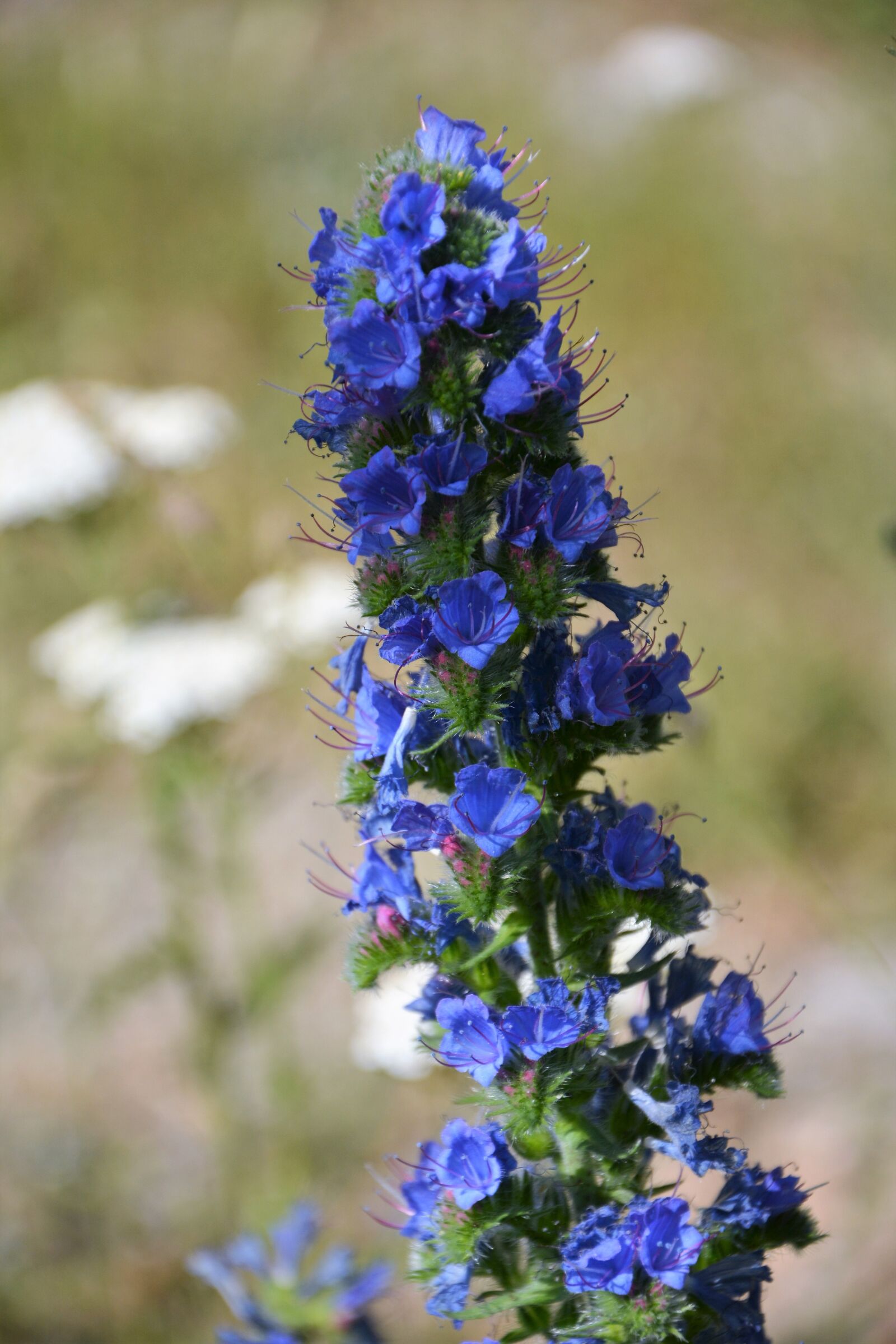 Nikon D7100 sample photo. Flower, nature, summer photography