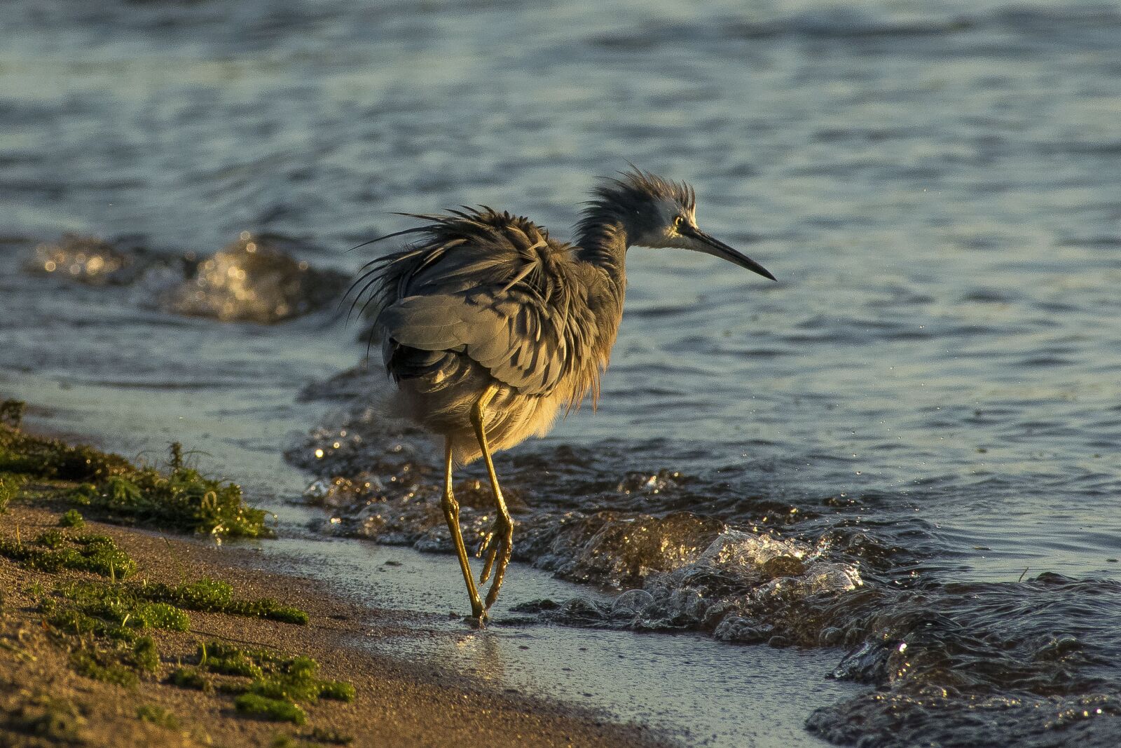 Nikon D5300 sample photo. Heron, new zealand, bird photography
