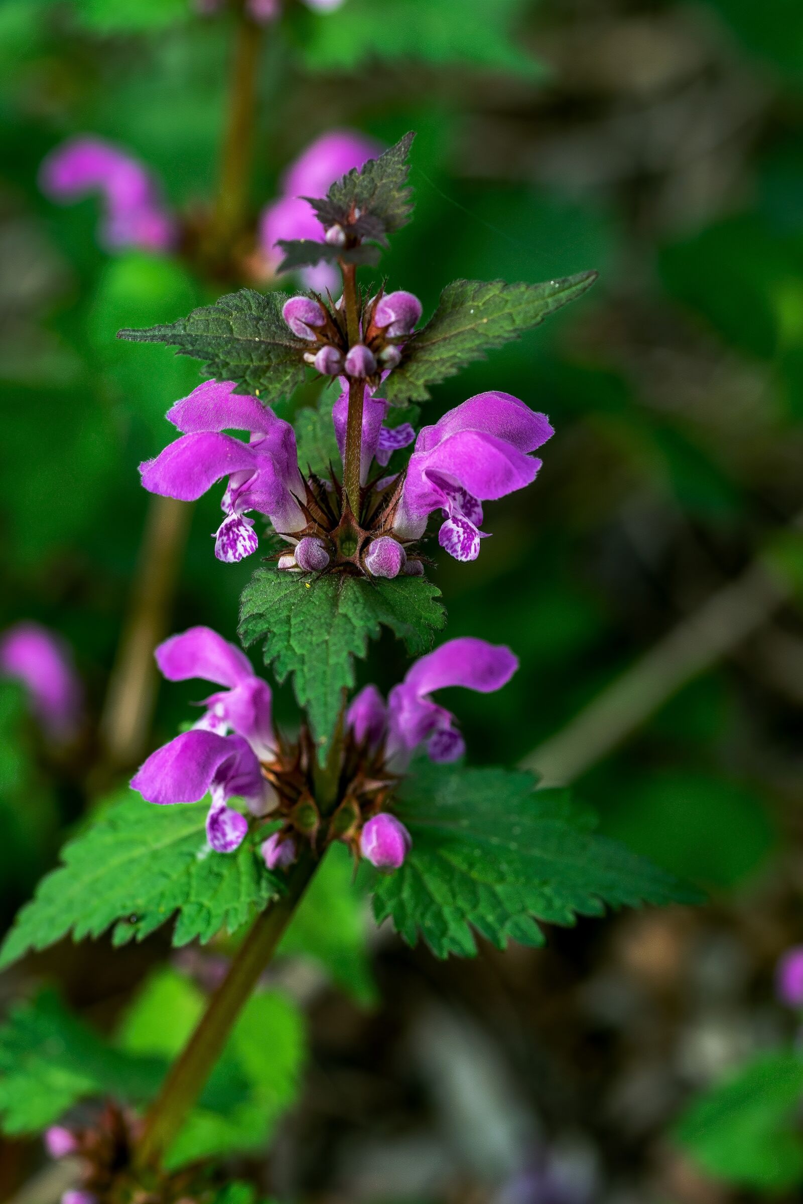 Nikon D5300 sample photo. Dead nettle, flower, nature photography