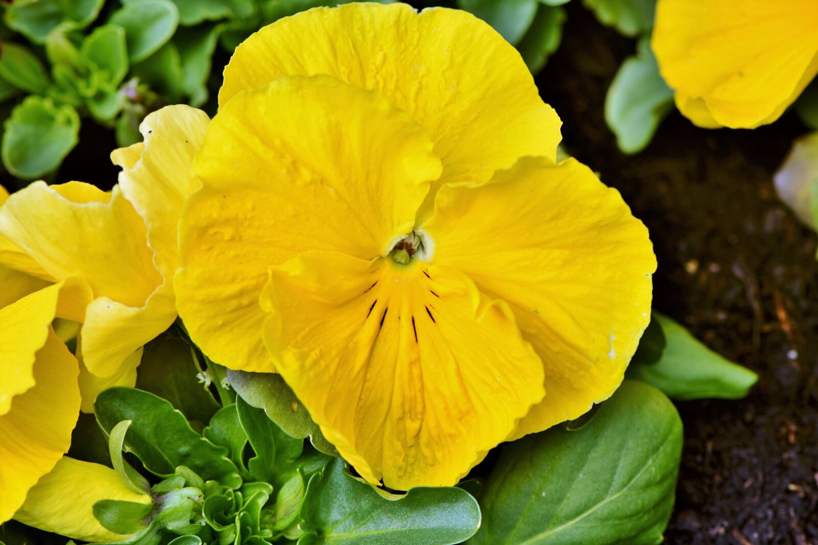 Nikon D7200 sample photo. Pansy, blossom, bloom photography