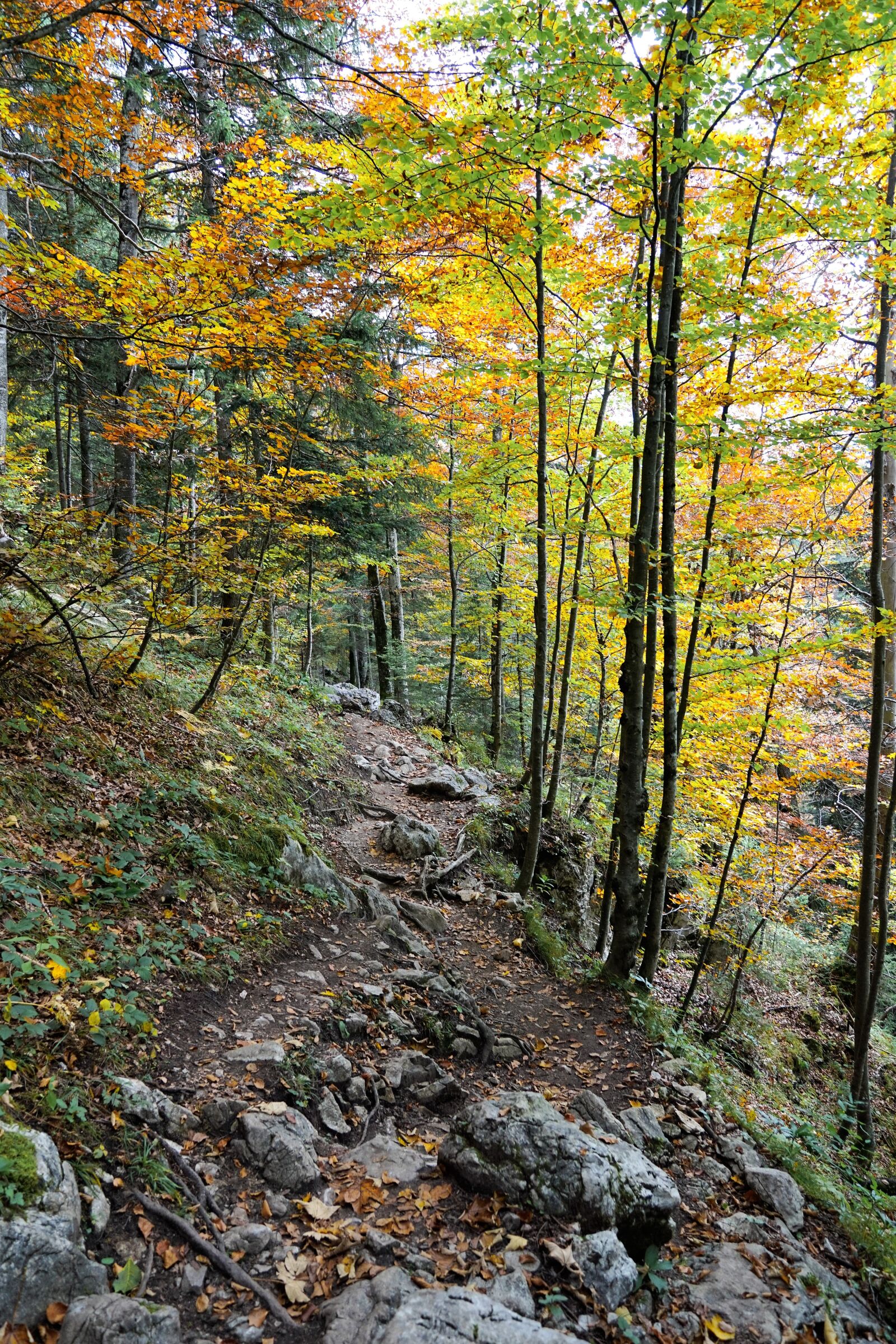 Sony ILCA-77M2 + Sony DT 16-50mm F2.8 SSM sample photo. Forest, nature, monte tamaro photography
