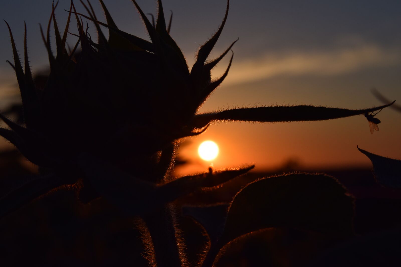 Nikon D3300 sample photo. Sunset, red, sky photography