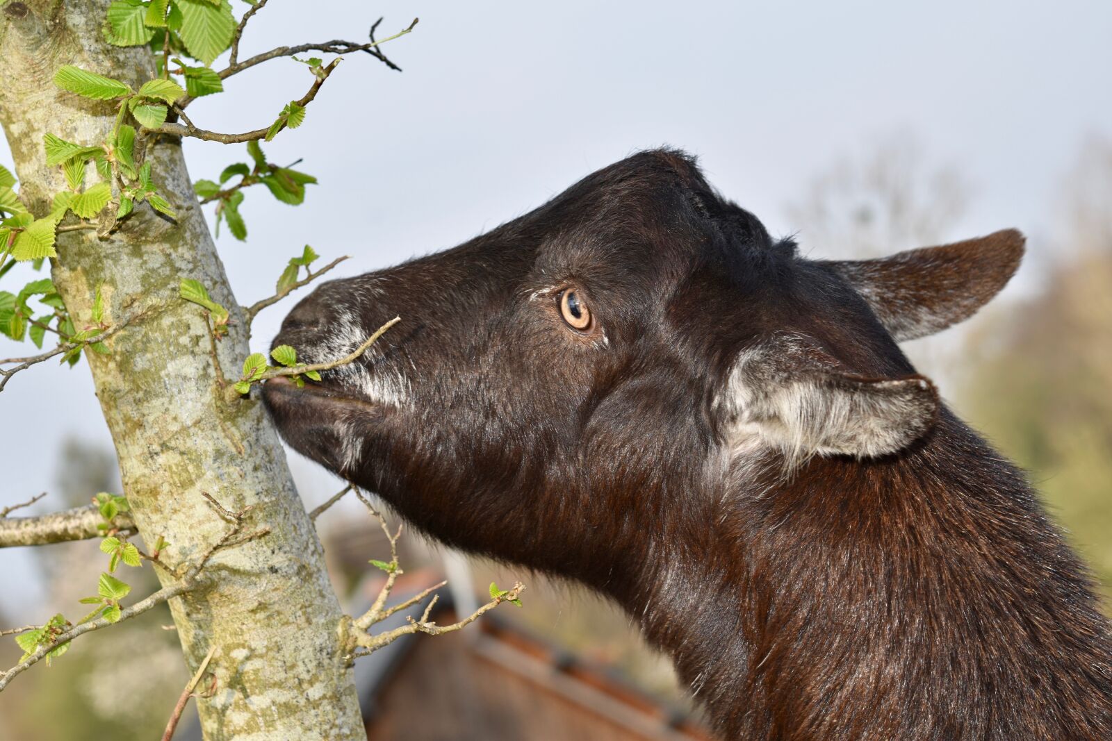 Nikon D5600 sample photo. Goat, animal, portrait of photography