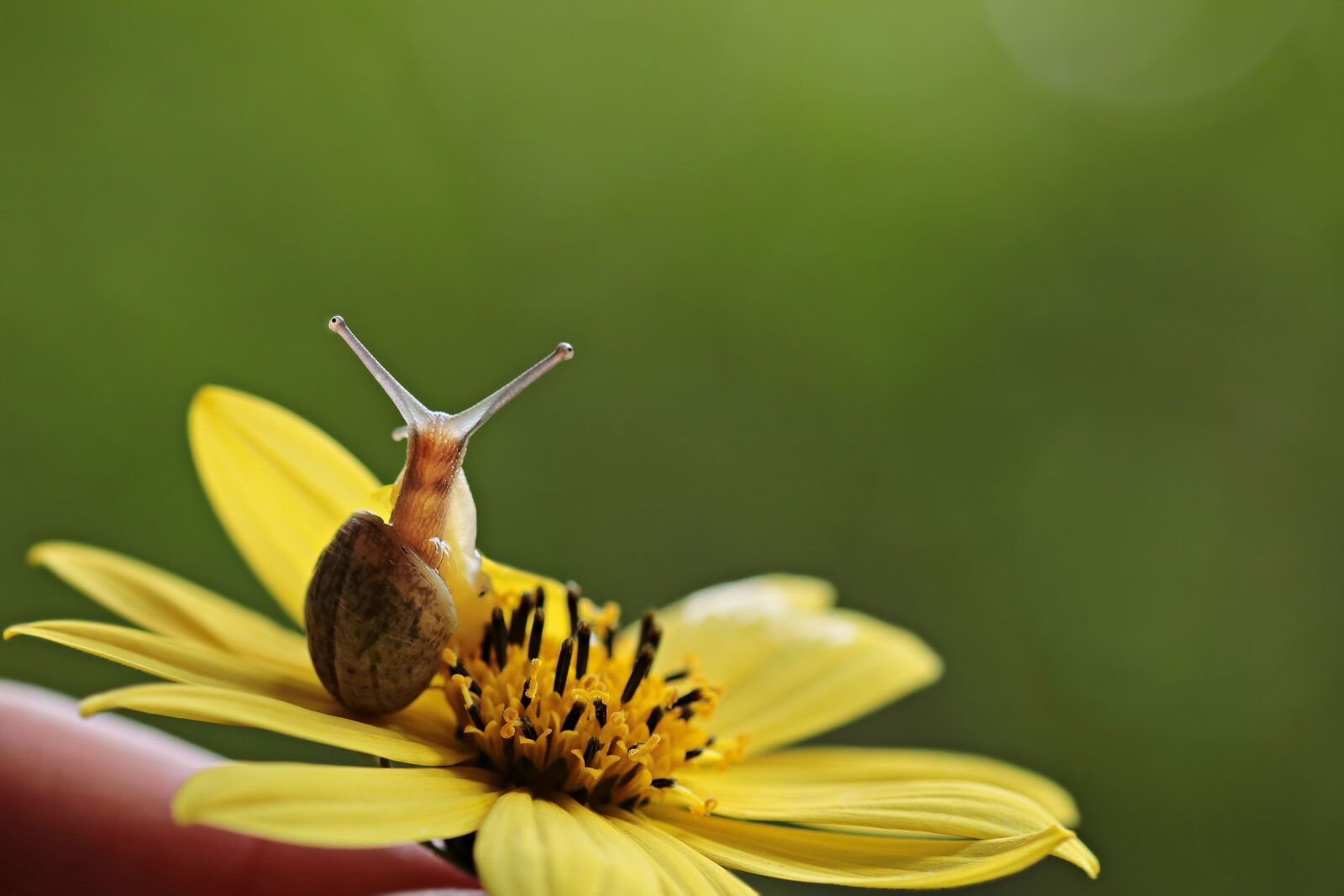 Canon EOS 80D sample photo. Summer, nature, snail, flower photography