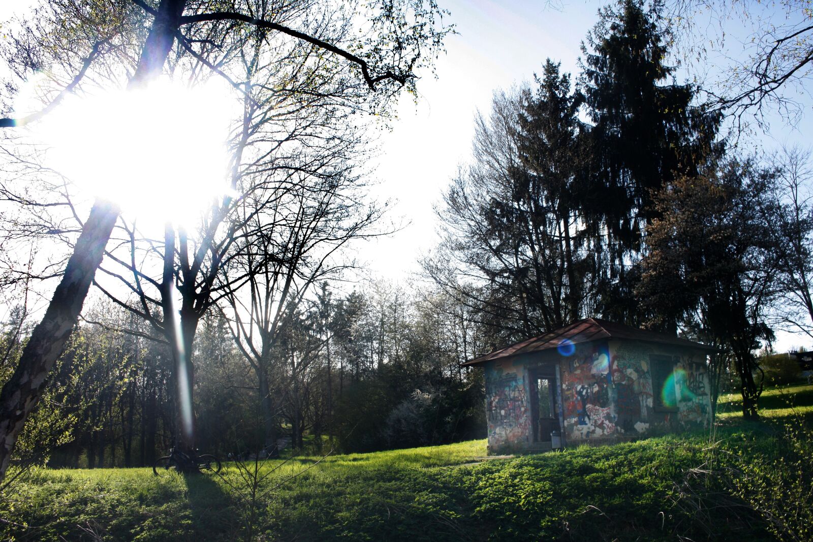 Canon EOS 450D (EOS Rebel XSi / EOS Kiss X2) sample photo. Tree, forest, meadow photography