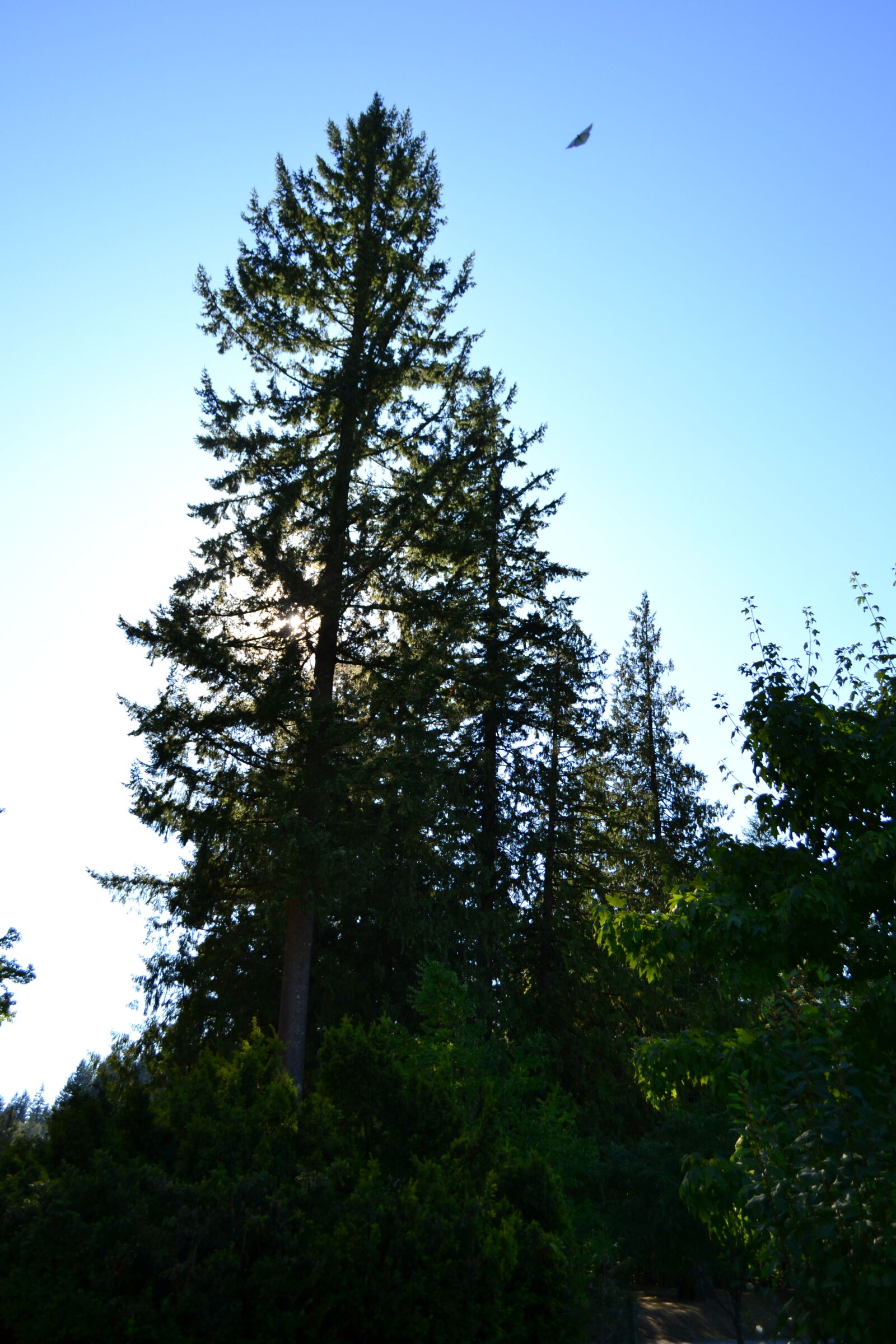 Nikon D3100 sample photo. Afternoon, blue, clear, sky photography