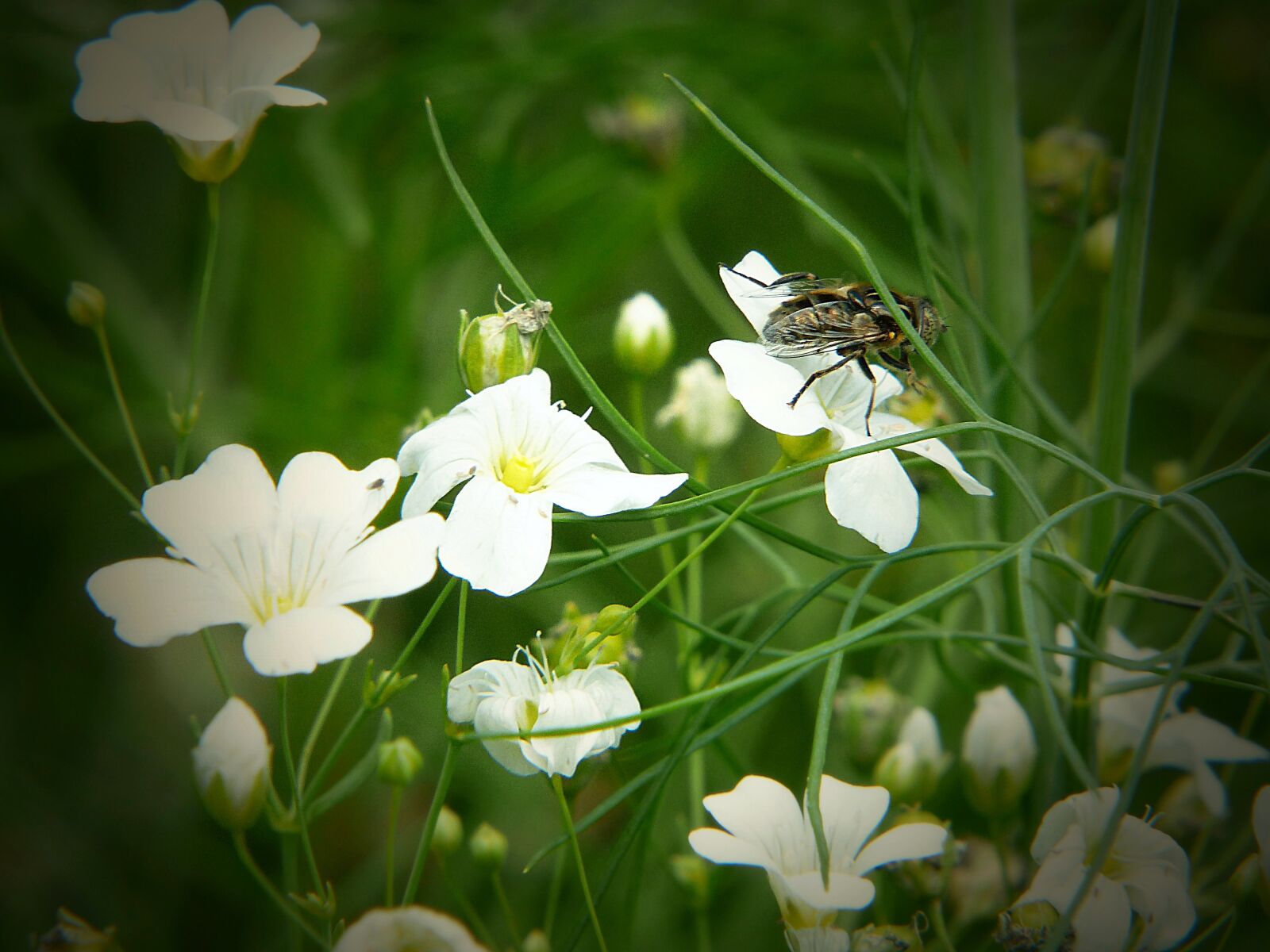 Panasonic Lumix DMC-FZ200 sample photo. Cardamine, fly, flowering plant photography