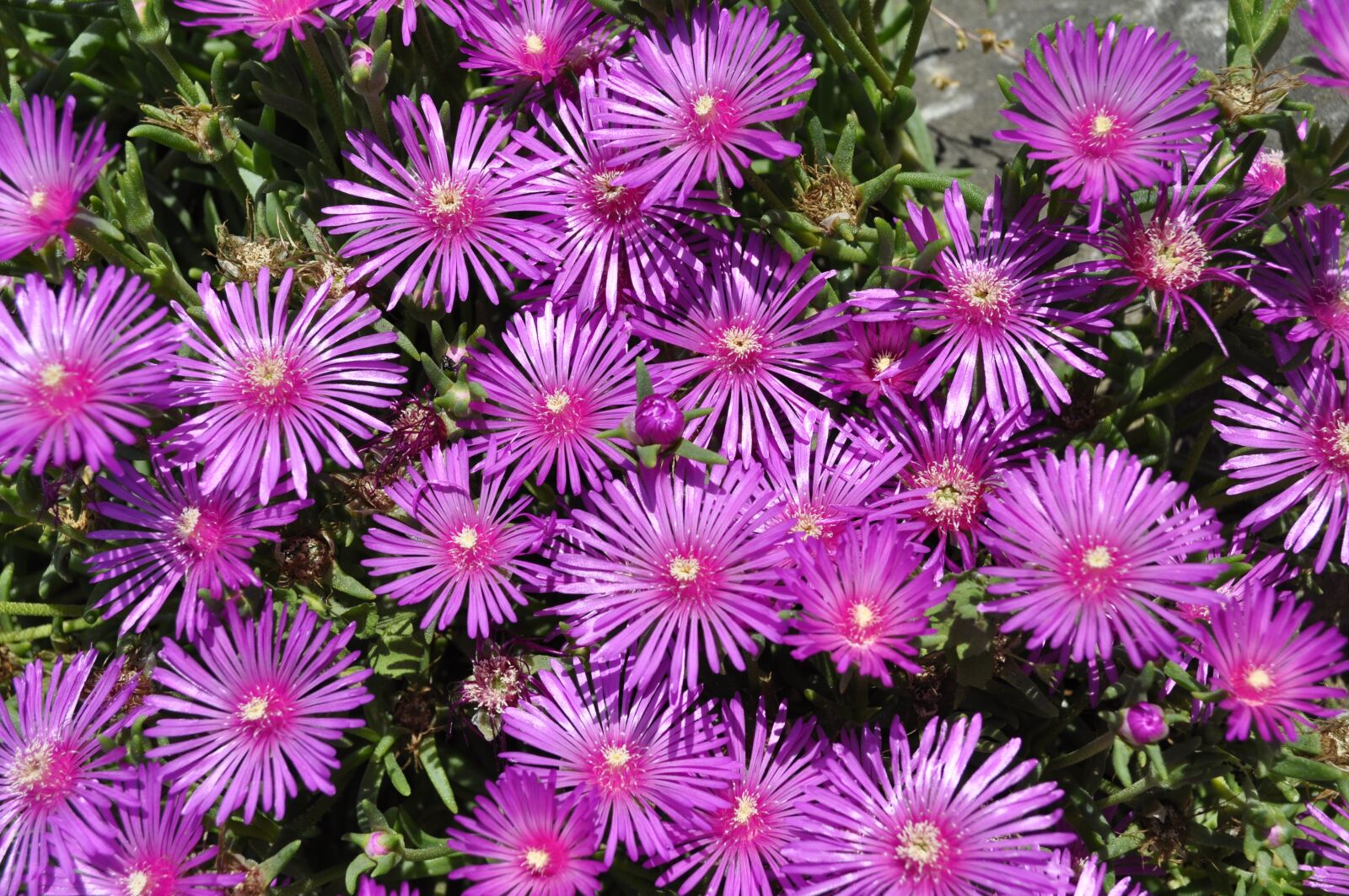 Nikon D5000 sample photo. Flowers, purple, star photography