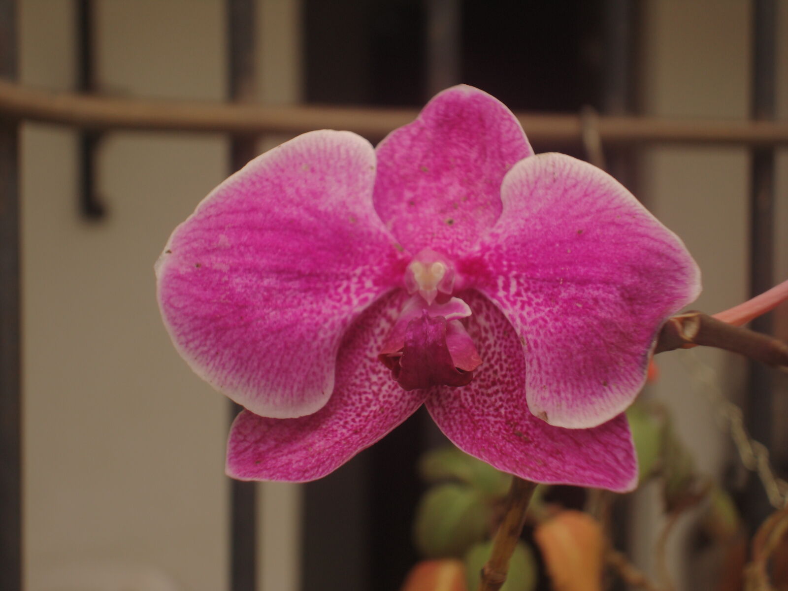 Sony DSC-W200 sample photo