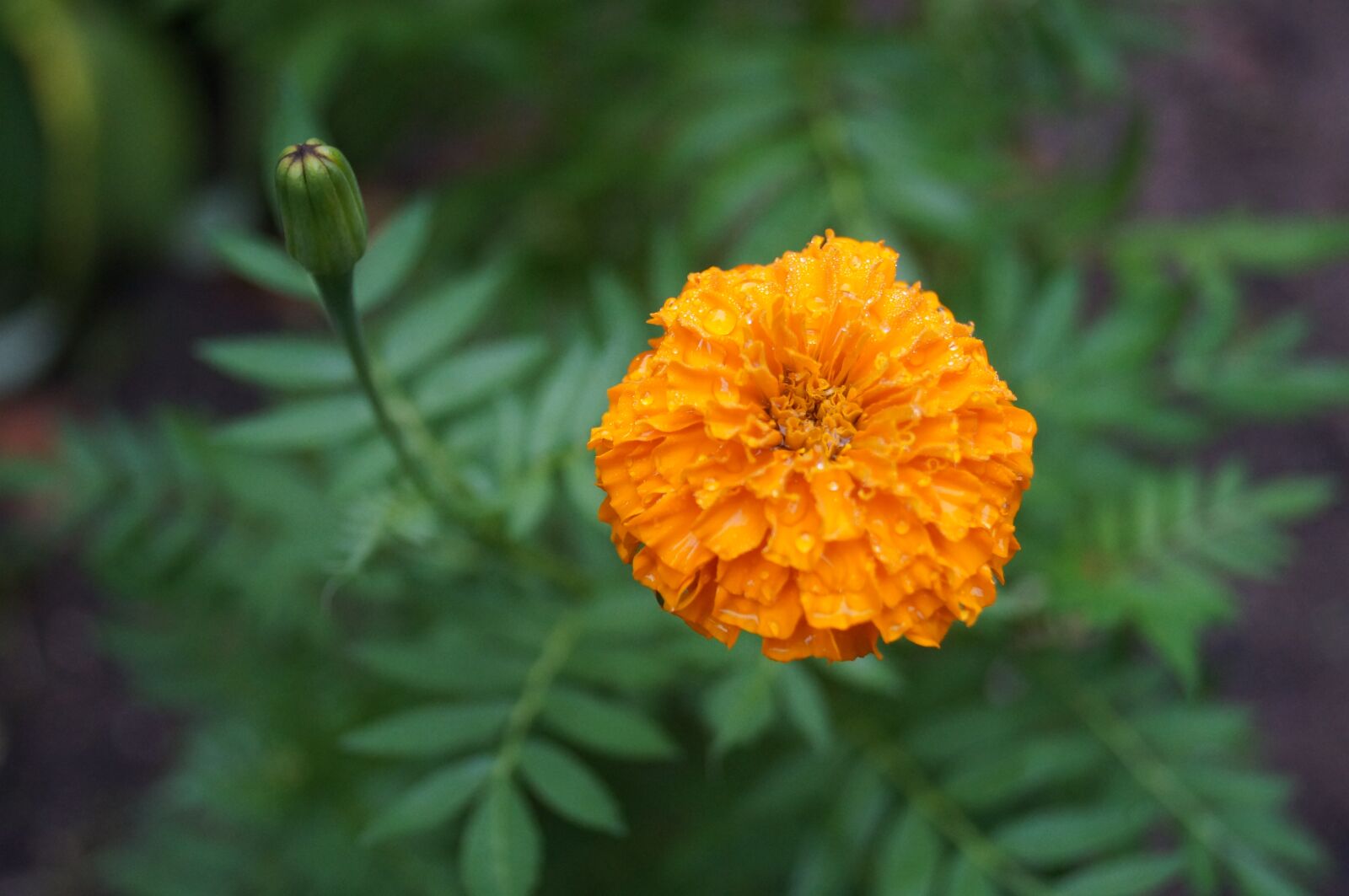 Sony SLT-A37 sample photo. Flower, nature, carnation flower photography