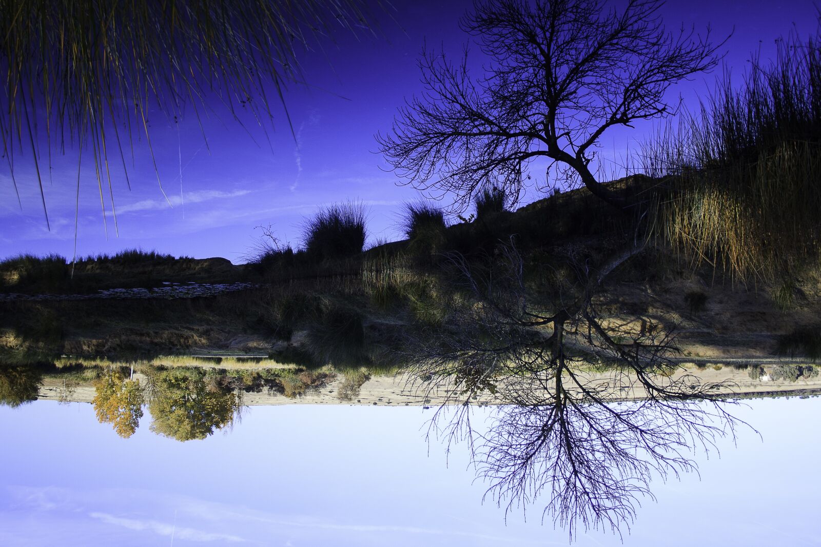 Canon EF-S 18-55mm F3.5-5.6 II sample photo. Nature, tree, landscape photography
