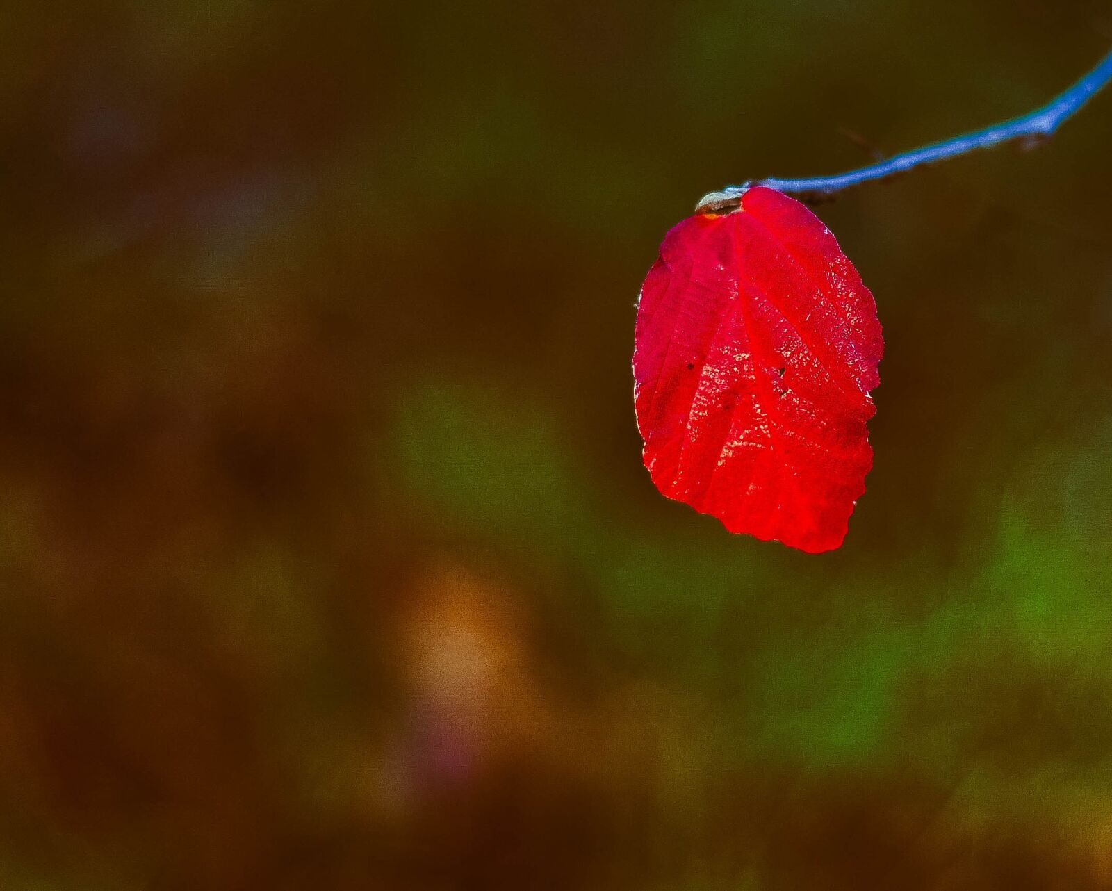 Nikon D700 sample photo. Nature, flower, leaf photography