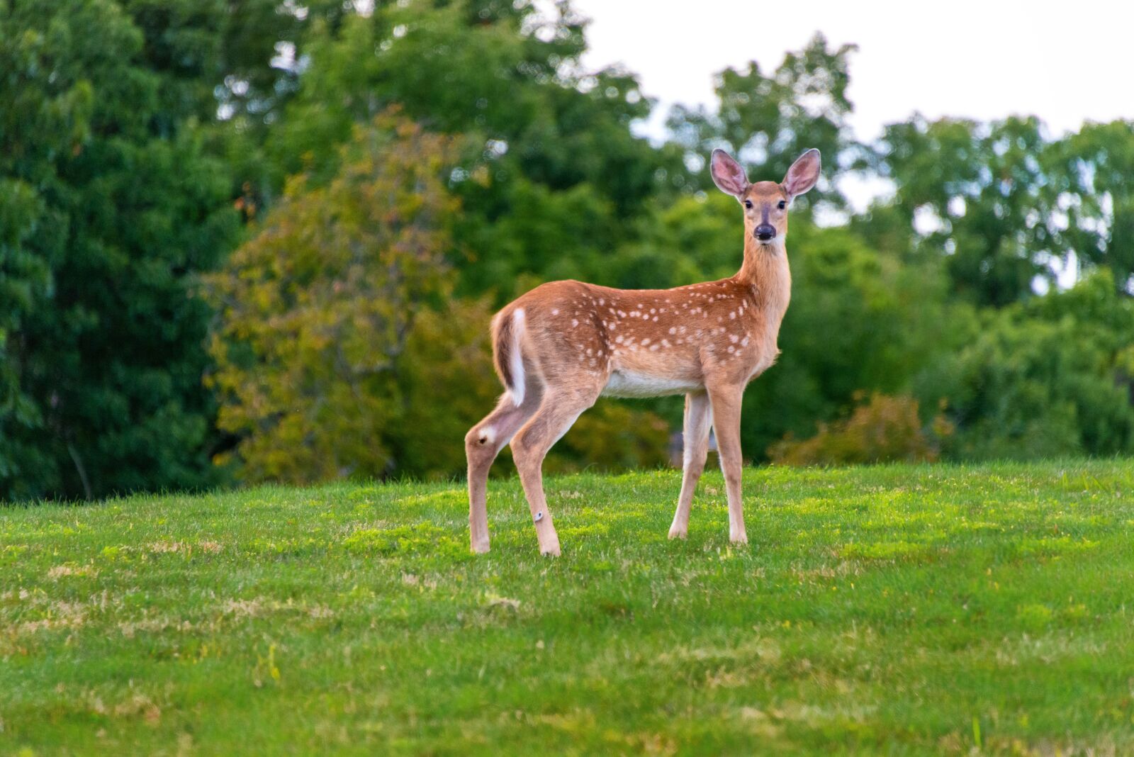 Nikon D800 sample photo. Fawn, deer, forest photography