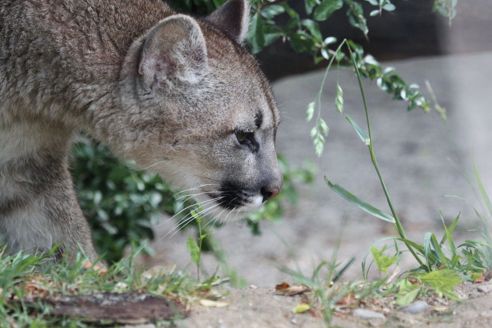 Canon EOS 500D (EOS Rebel T1i / EOS Kiss X3) sample photo. Puma, big cat, animal photography