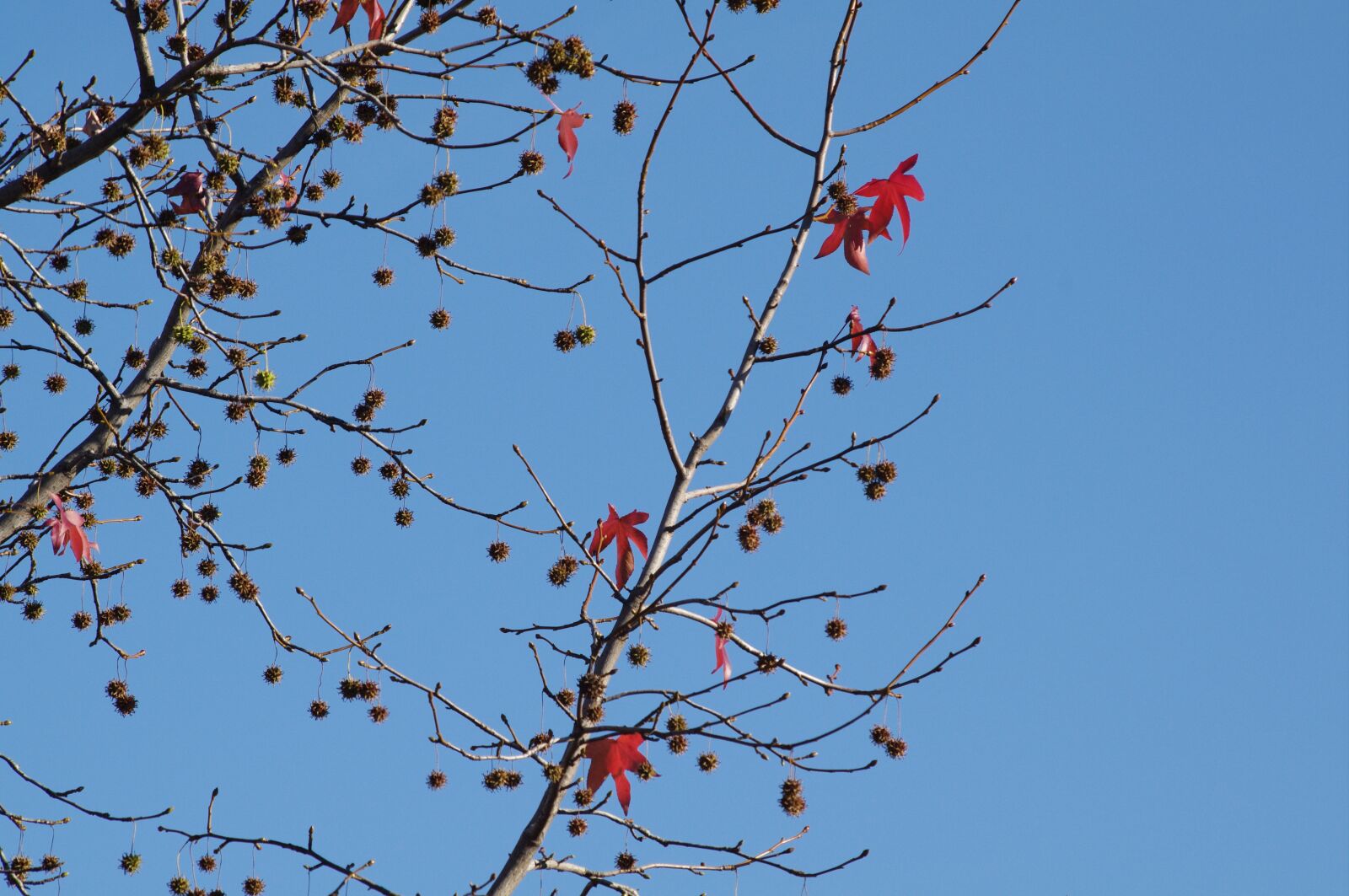 Pentax K-7 sample photo. Leaves, fall, autumn photography