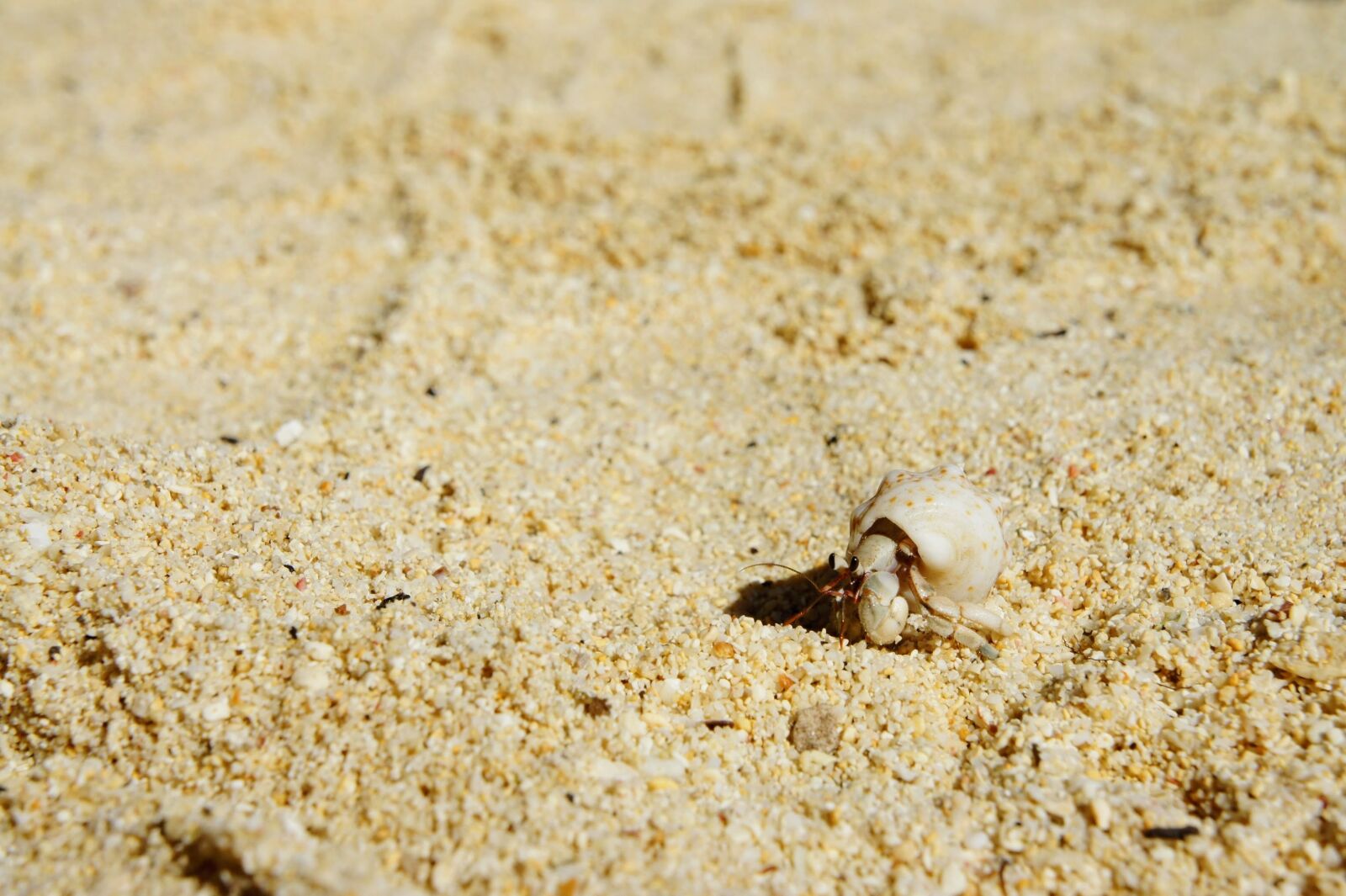 Sony Alpha NEX-5 sample photo. Cancer, shell, beach photography