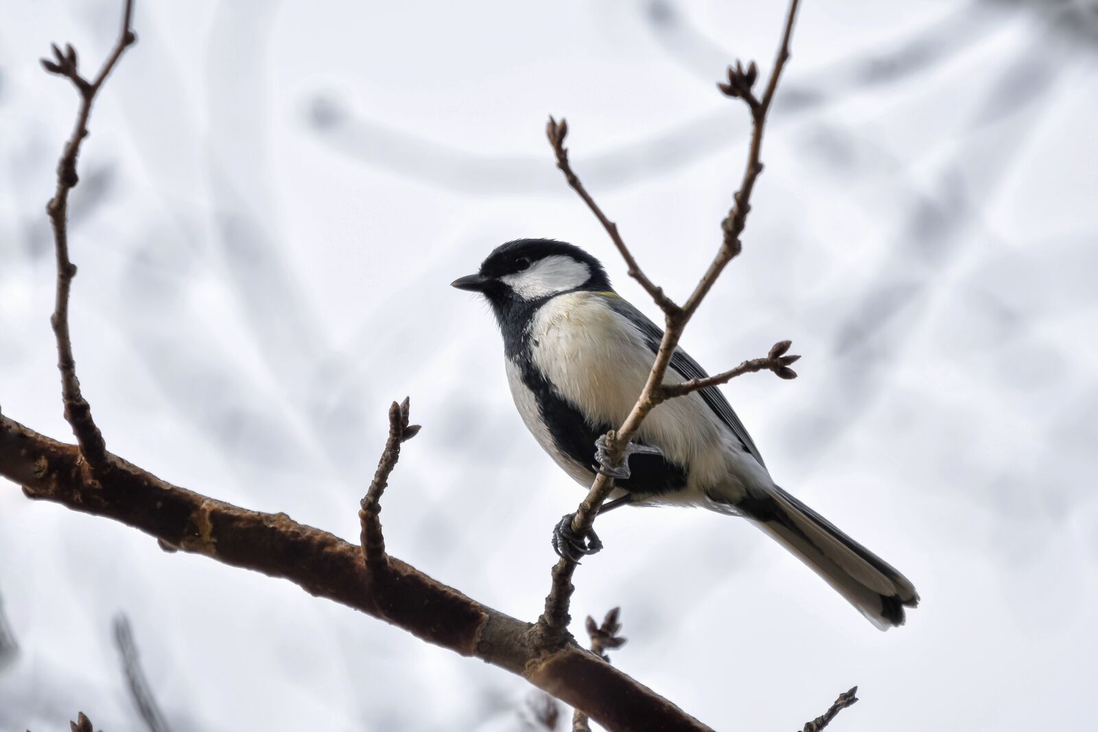 Nikon D7200 sample photo. Animal, forest, wood photography