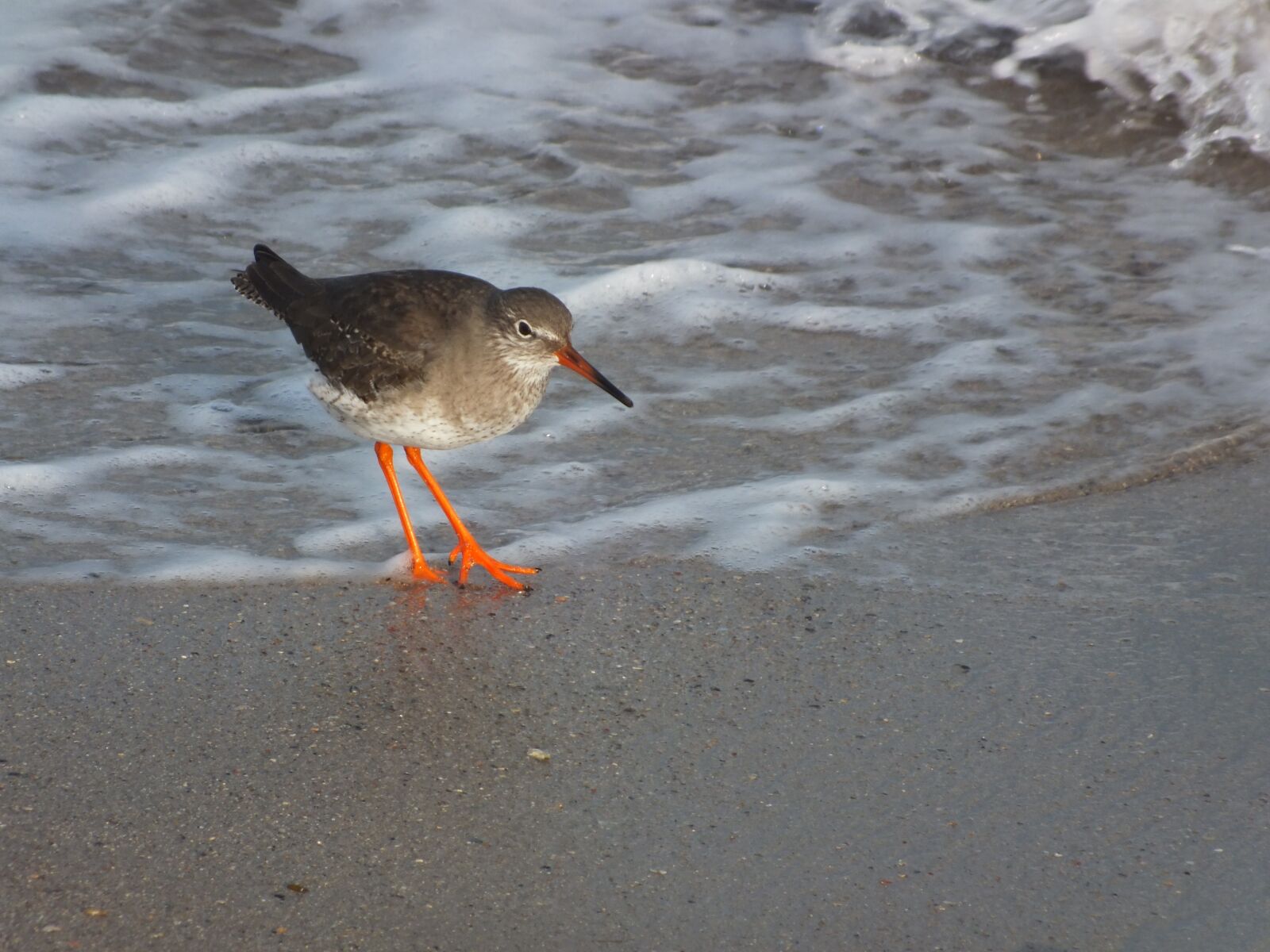 FujiFilm FinePix HS20 EXR (FinePix HS22 EXR) sample photo. Birds, red shank, seashore photography