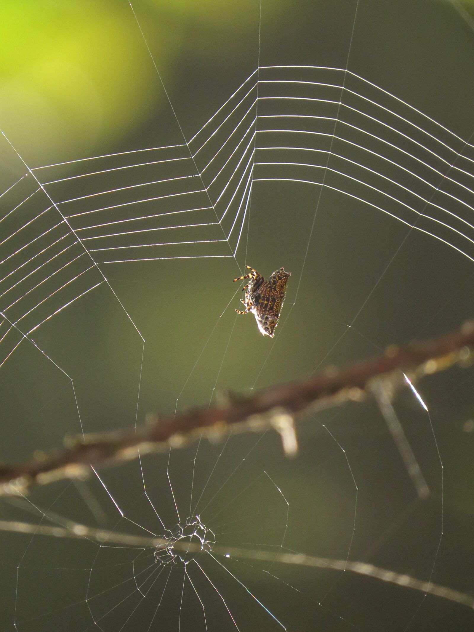 Canon PowerShot SX50 HS sample photo. Fauna, web, insect photography