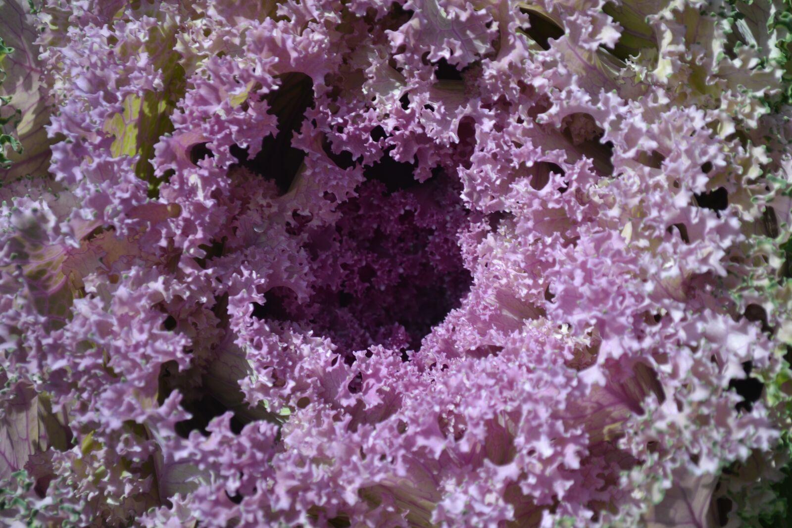 Nikon D3100 sample photo. Leaves, cabbage, greens photography