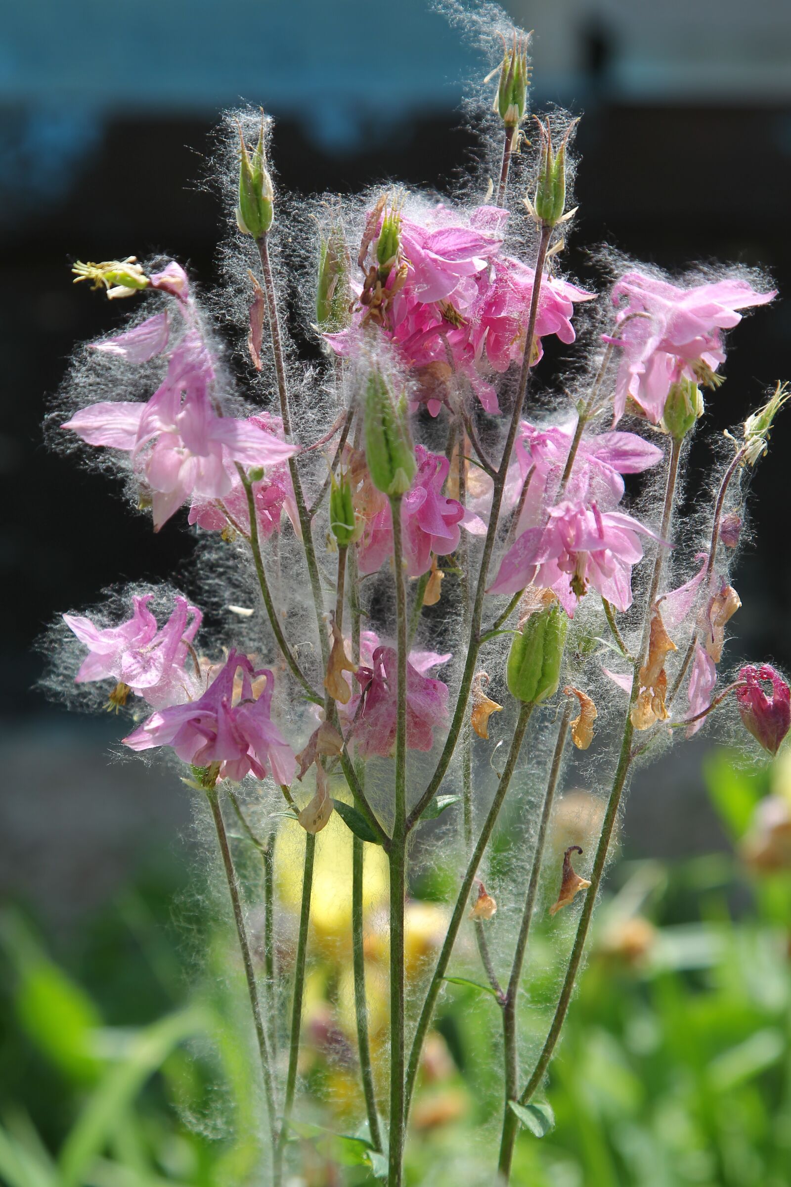 Canon EOS-1D Mark IV sample photo. Flowers, poplar, pooh photography
