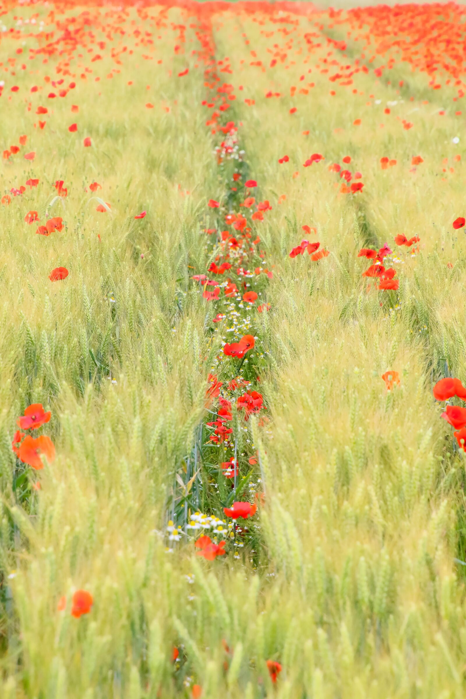 Canon EOS 70D sample photo. Landscape, fields, poppy photography
