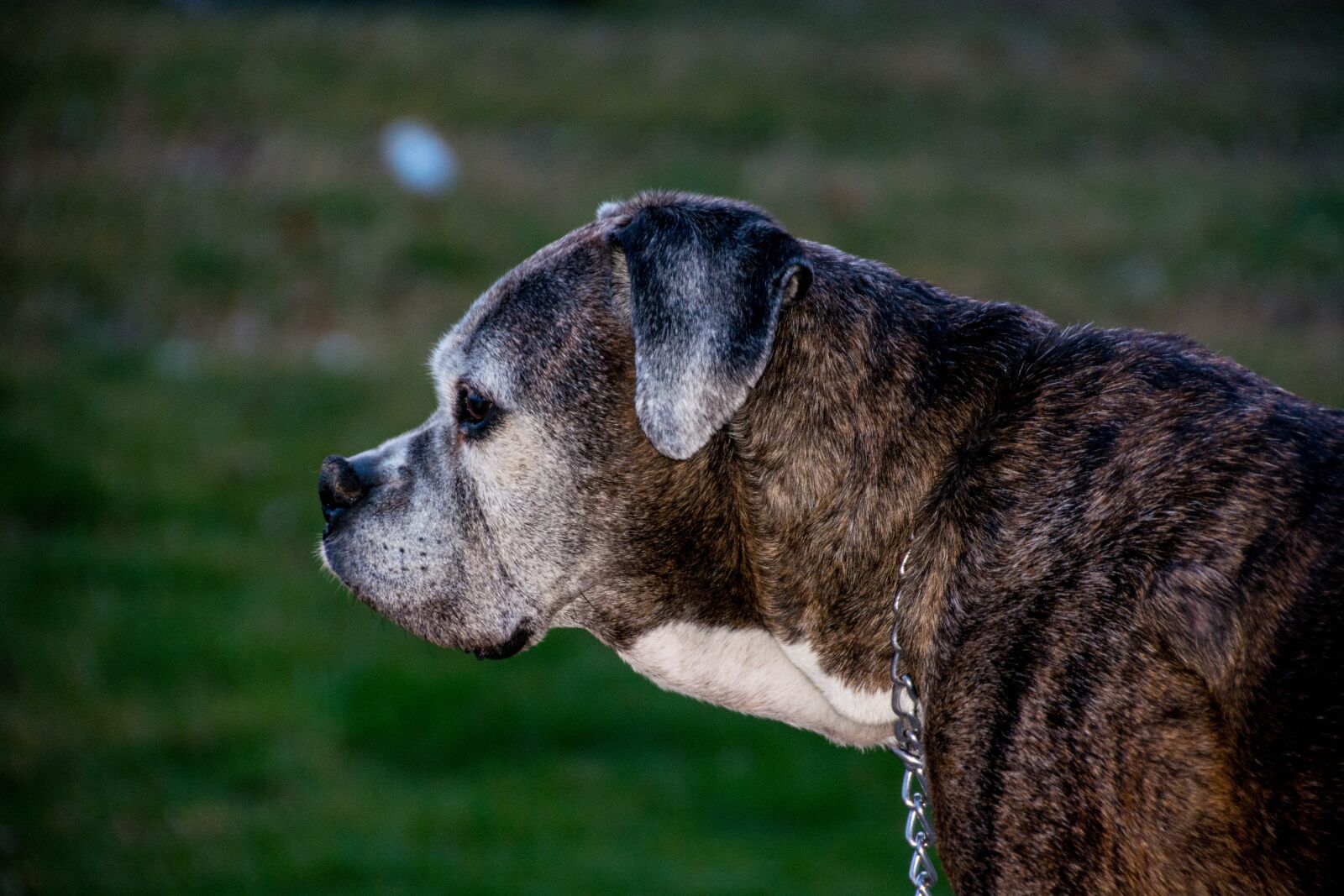 Nikon D5200 sample photo. Mammal, dog, animal photography