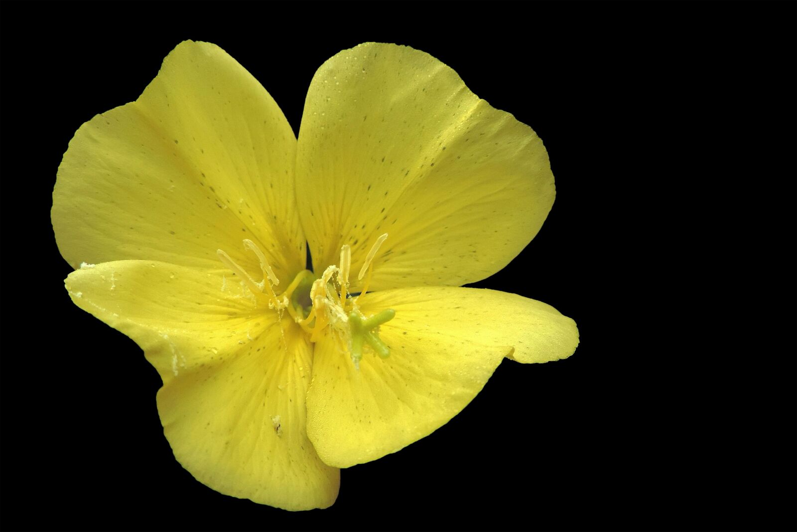 Nikon Coolpix P520 sample photo. Blossom, bloom, yellow photography