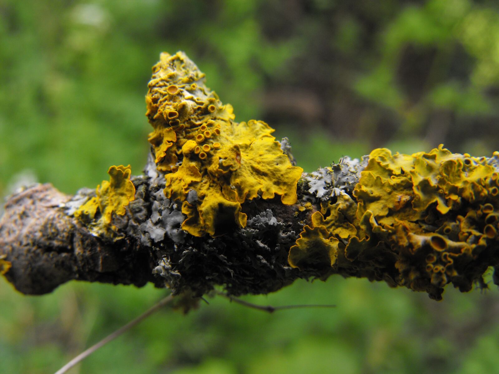 Fujifilm FinePix S1000fd sample photo. Moss, stick, yellow photography