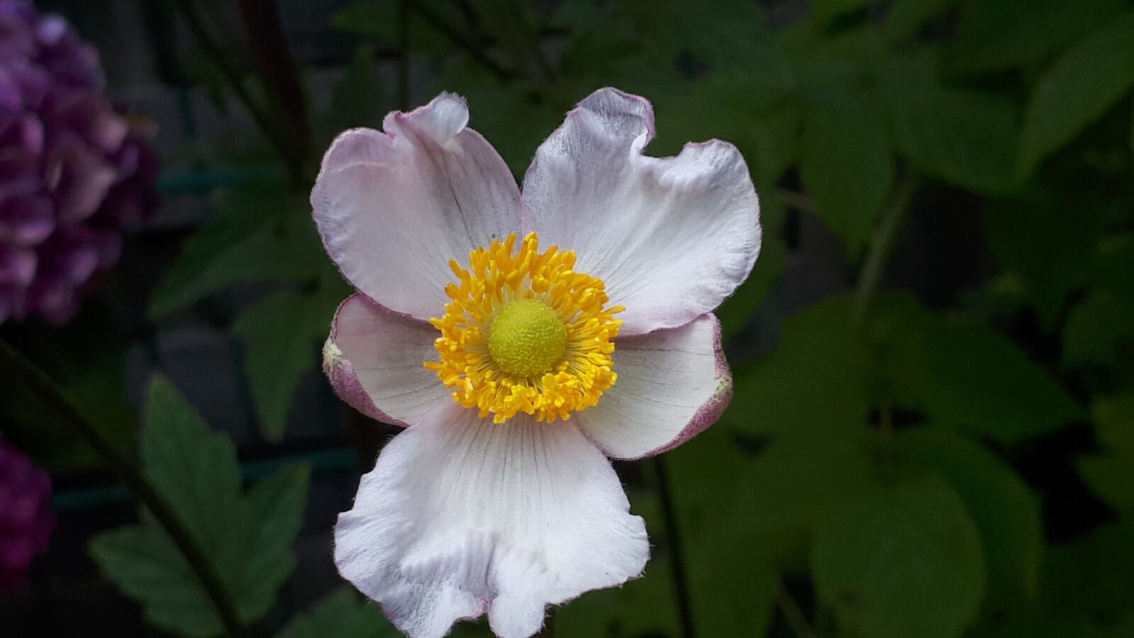 Samsung Galaxy A5(2017) sample photo. Flower, nature, bed photography