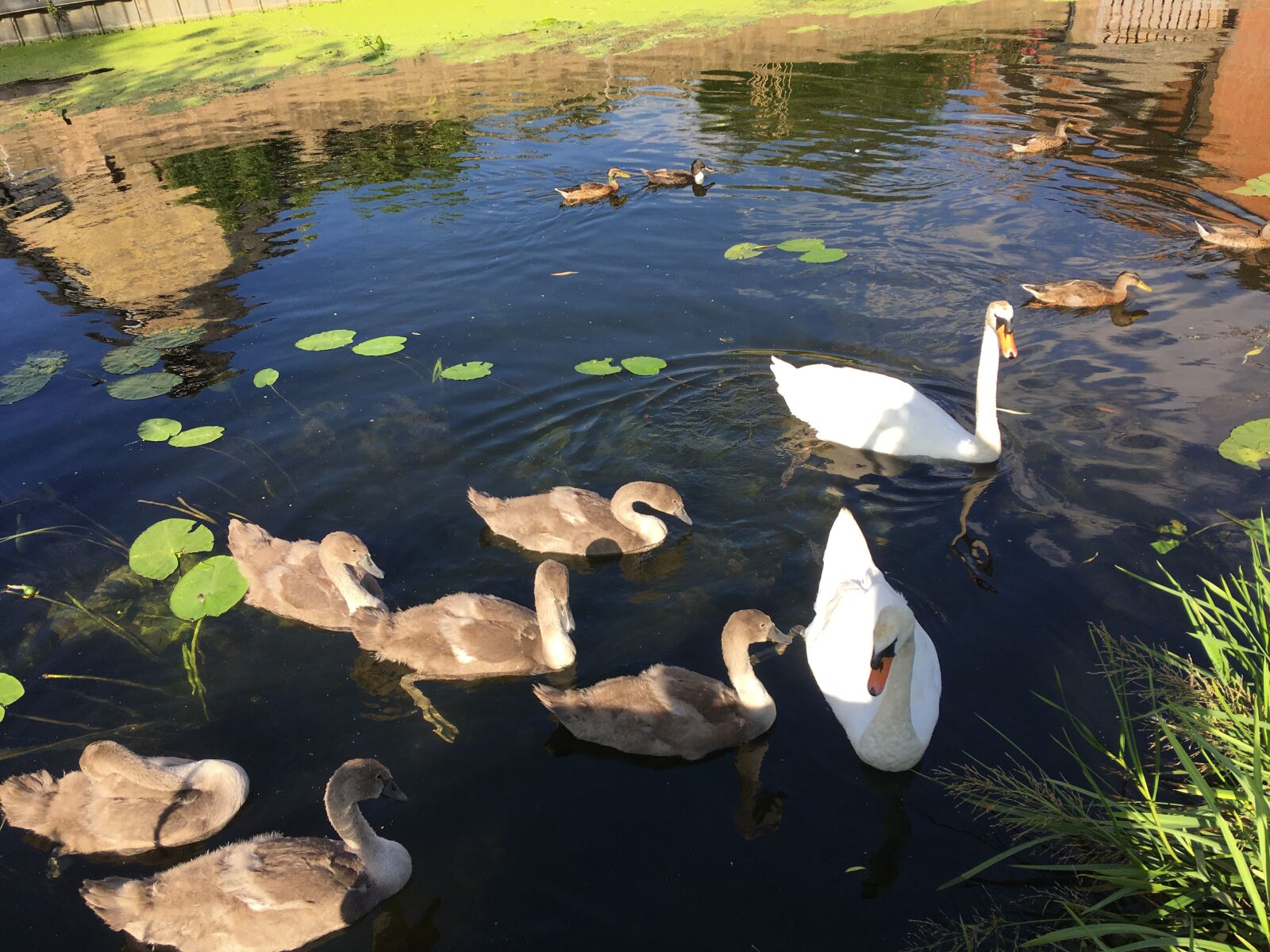 iPhone SE back camera 4.15mm f/2.2 sample photo. Animal, bird, water photography