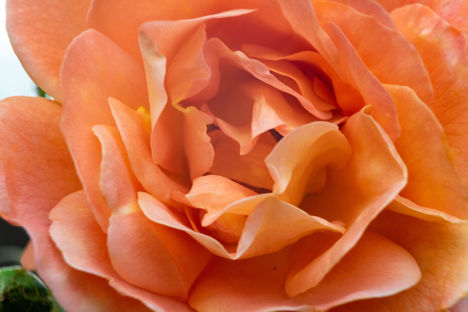 Nikon D3300 sample photo. Rose, flower, roses photography