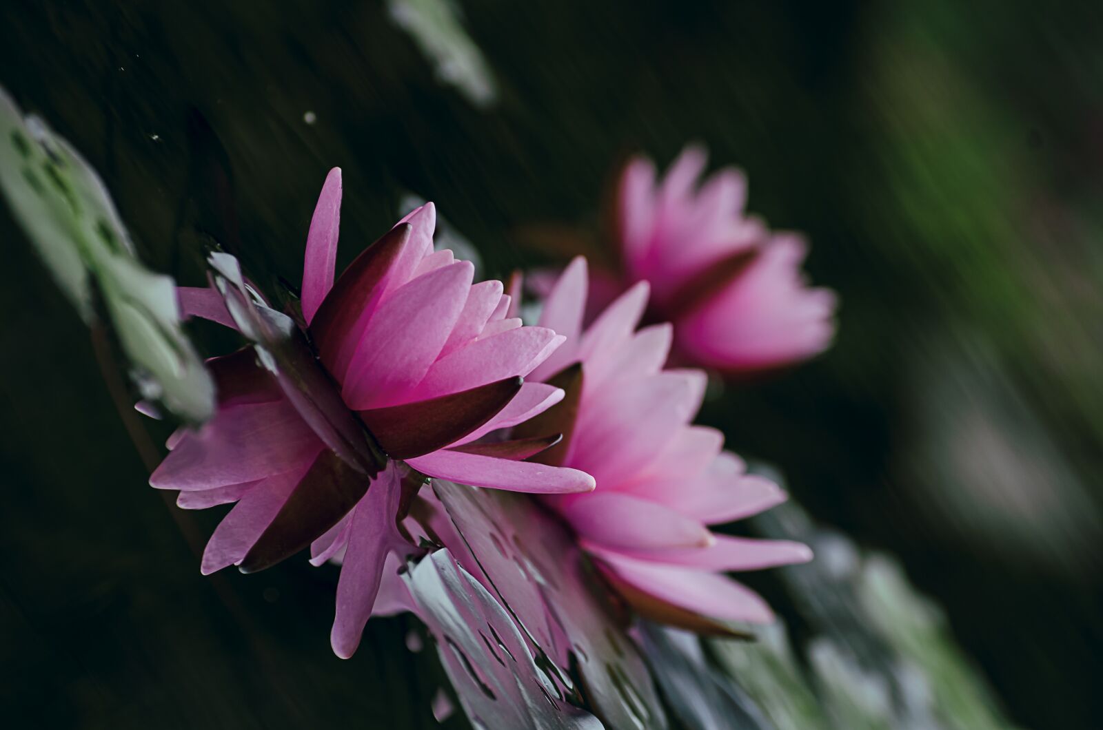 Nikon D7000 sample photo. Sea lily, water lily photography
