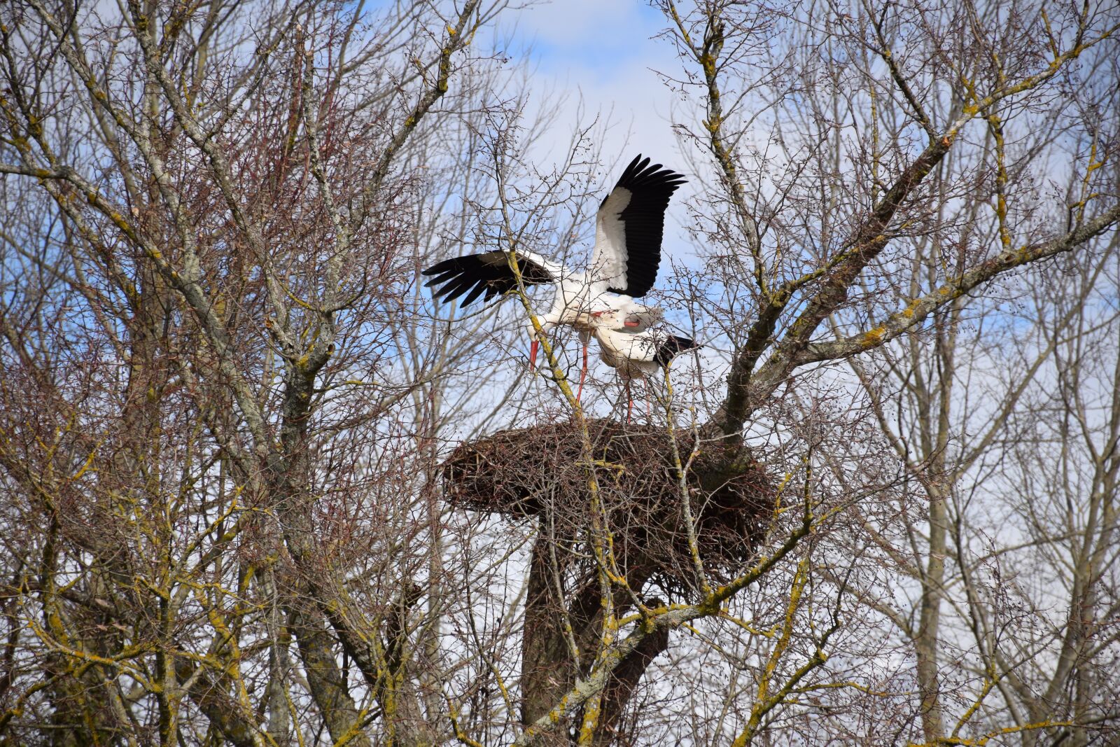 Nikon D5300 sample photo. Bird, stork, tree photography