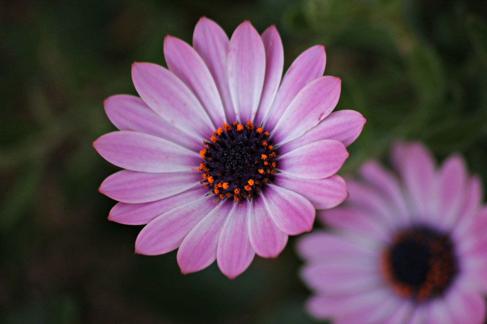 Canon EOS 1100D (EOS Rebel T3 / EOS Kiss X50) sample photo. Flower, beauty, bokeh photography