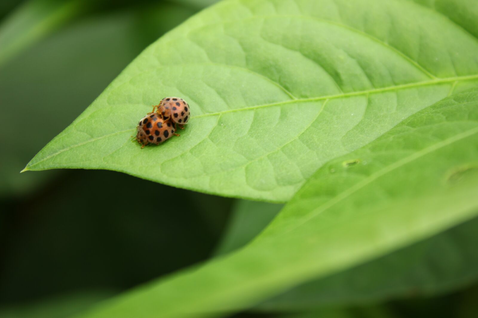 Canon EOS 600D (Rebel EOS T3i / EOS Kiss X5) sample photo. Mating, ladybug, leaf photography