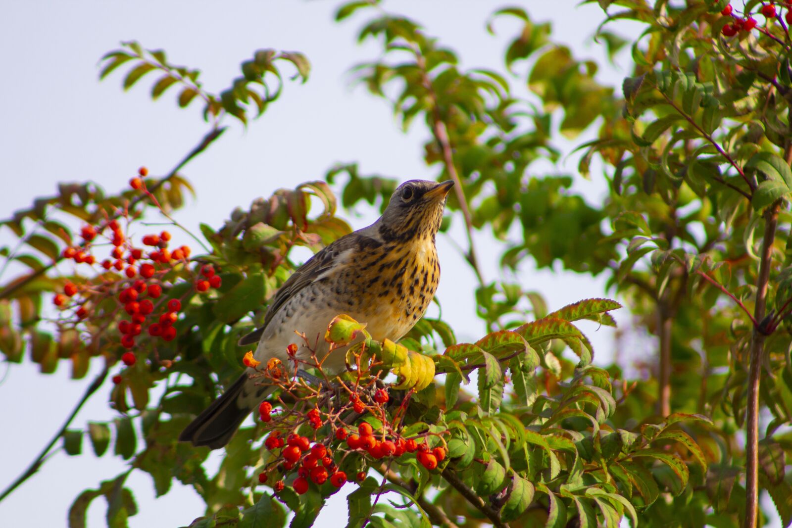 Canon EOS 60D + EF75-300mm f/4-5.6 sample photo. Bird, feathered, berries photography