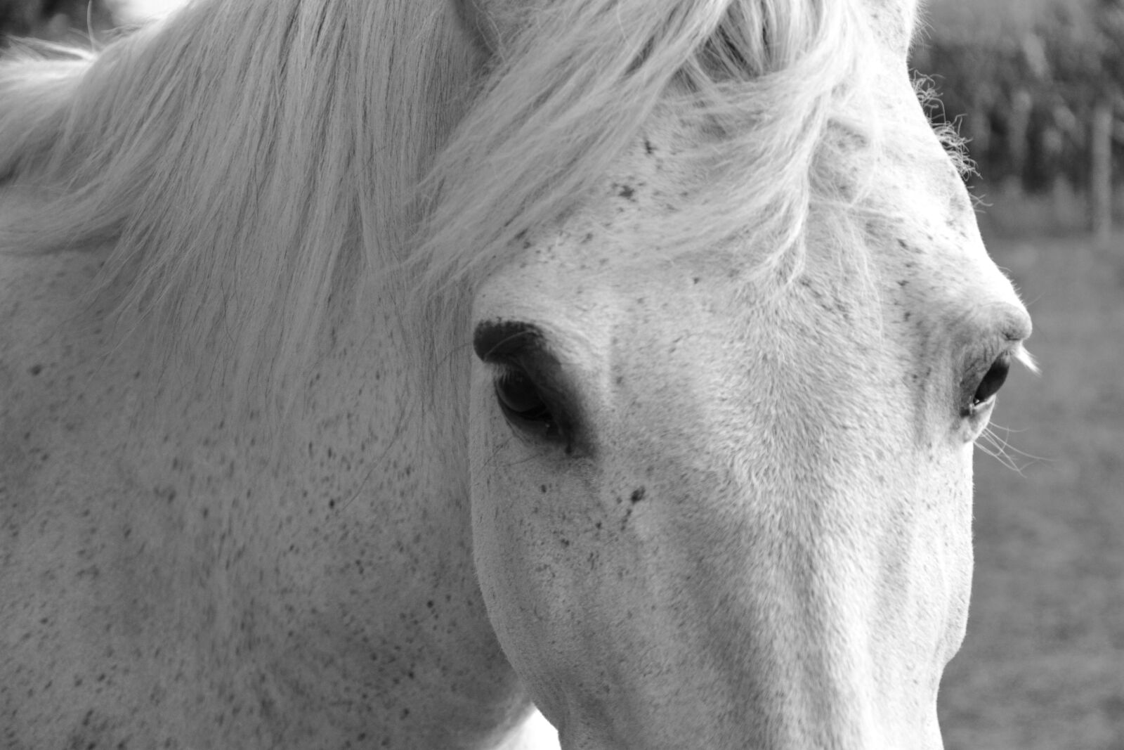 Nikon D5200 sample photo. White horse, eyes, look photography