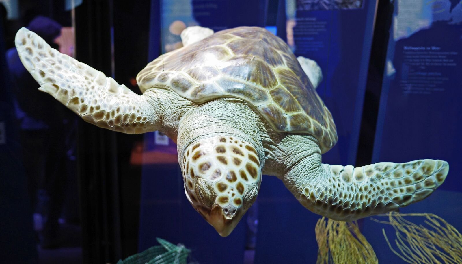 Panasonic Lumix DMC-GH3 sample photo. Large sea turtle, ozeaneum photography