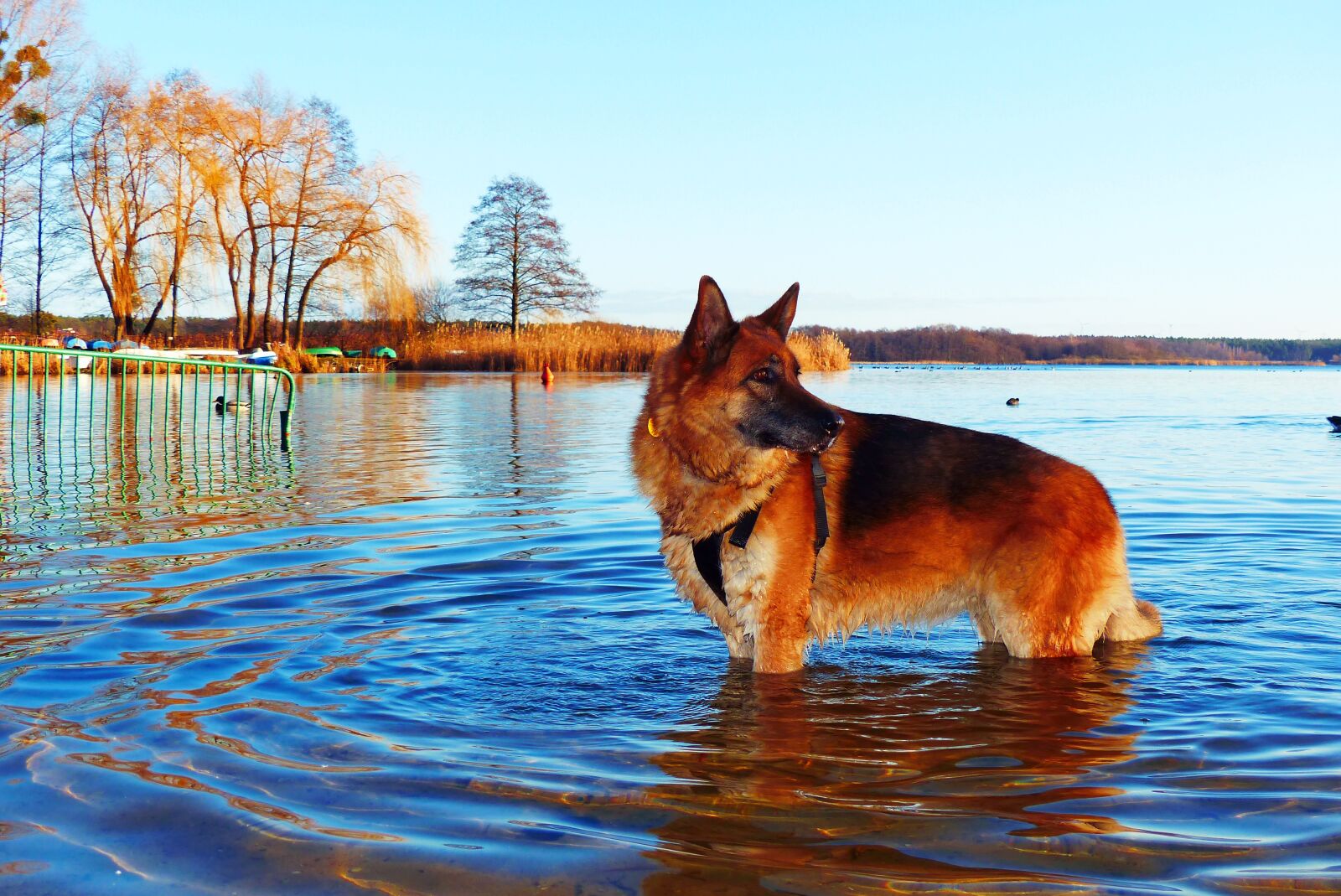 Panasonic Lumix DMC-FZ200 sample photo. German shepherd, female, lake photography