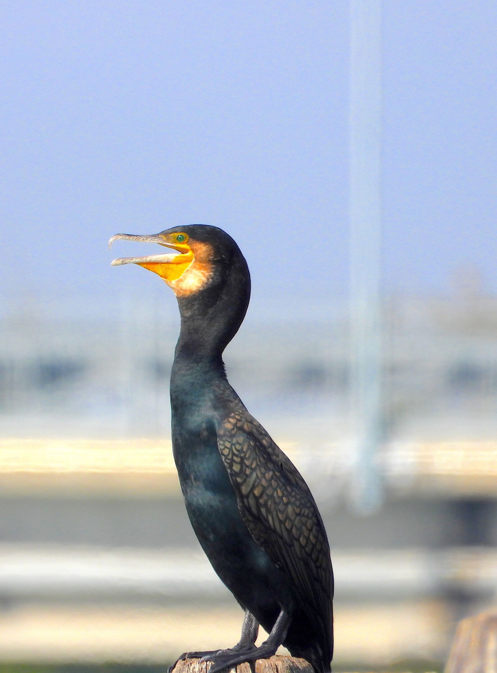 Nikon Coolpix P1000 sample photo. Cormorant, bird, nero photography